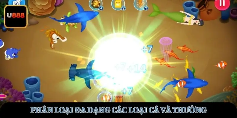 Phân loại đa dạng các loại cá và thưởng